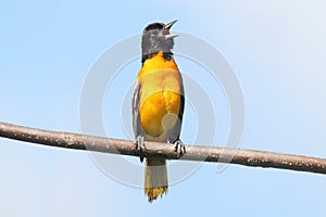 Baltimore Oriole (Icterus galbula) Singing