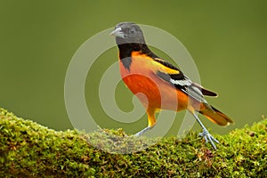 Baltimore Oriole, Icterus galbula, sitting on the green moss branch. Tropic bird in the nature habitat. Wildlife in Costa Rica. Or photo