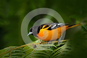 Baltimore Oriole, Icterus galbula, sitting on the green moss branch. Tropic bird in the nature habitat. Wildlife in Costa Rica. Or