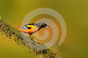 Baltimore Oriole, Icterus galbula, sitting on the orange and green moss branch. Tropic bird in the nature habitat. Widlife in Cost