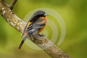 Baltimore Oriole - Icterus galbula small icterid blackbird common in eastern North America as a migratory breeding bird