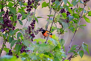 A baltimore oriole in a lilac tree. Photographed in Ontario canada