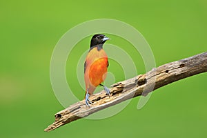 Baltimore Oriole - Nature`s Paintbrush