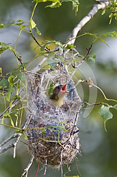 Baltimore Oriole nestling