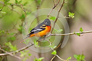 Baltimore Oriole perched