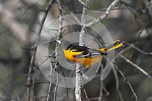 Baltimore oriole