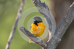 Baltimore oriole