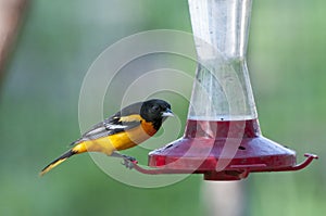 Baltimore oriole