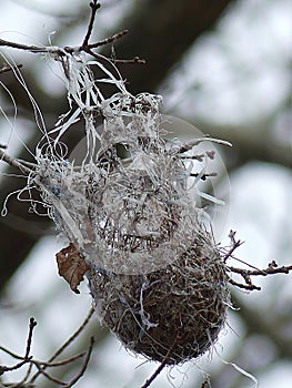 Baltimore Oriole`s Nest Hanging in a Tree