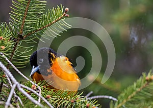 Baltimore Oriole searches for food on an evergreen tree in springtime