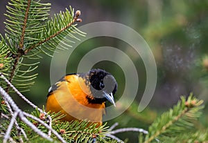 Baltimore Oriole searches for food on an evergreen tree in springtime