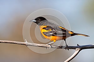 Baltimore Oriole Walks Across a Branch