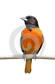 Baltimore Oriole on White Background