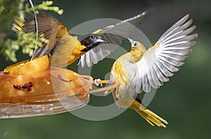 Baltimore Orioles Breeding Pair Fight Over Grape Jelly in Feeder