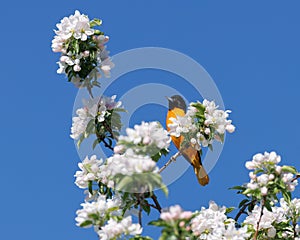 Baltimore Orioles Icterus galbula