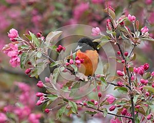 Baltimore Orioles Icterus galbula