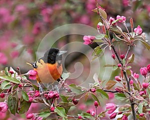 Baltimore Orioles Icterus galbula