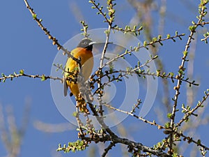 Baltimore Orioles Icterus galbula