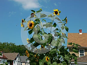 BALTIMORE:  Sunflower grandeur photo