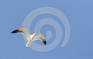 Baltische Mantelmeeuw, Baltic Gull, Larus fuscus fuscus photo