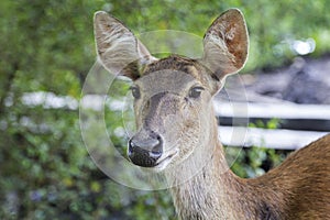 `Rusa Timor` are wild animals that are easily found in Baluran National Park, Situbondo, East Java, Indonesia. photo