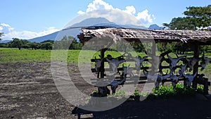 Baluran Savana Forest in Situbondo