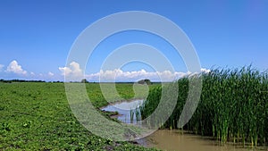 Baluran Savana Forest in Situbondo