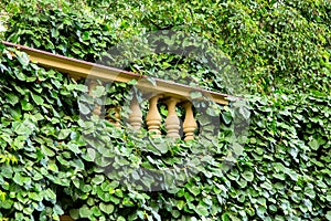 Balustrades overgrown with climbing plants.