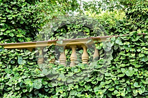 Balustrades overgrown plants, close up of a building element.