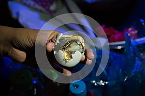 Balut is a special cuisine in Asia