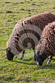 Balwen Welsh Mountain Sheep grazing (2)