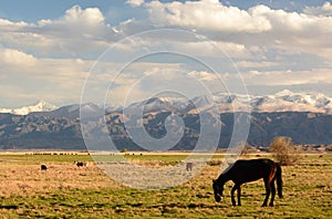 Horse near Balykchy. Kyrgyzstan