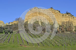 Balze vineyards and vespa in Italy