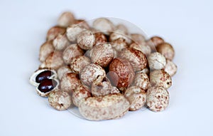 Bambara groundnut photo