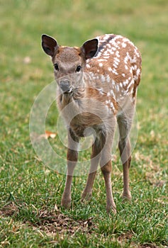 Bambi deer photo