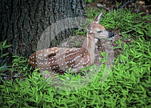 Bambi the fawn in the mountains of the Blue Ridge lying near a tree looking anxious about her surroundings.