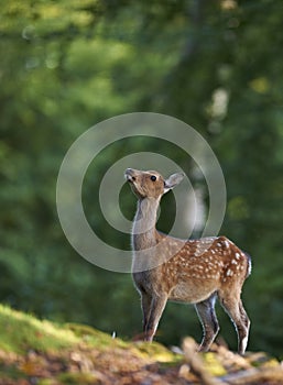 Bambi image of a young deer photo