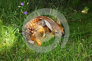 Bambi photo