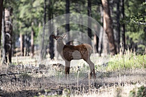 Bambi. Nature animals concept. White-tailed Deer Fawn. Roe, capreolus. Beautiful wildlife buck.