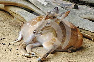 Bambi portrait