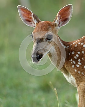 Bambi's Portrait