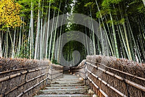 Bambo grove landmark in Arashiyama