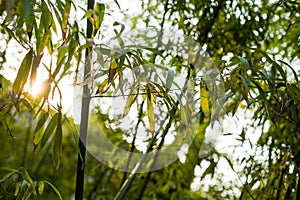 Bamboo