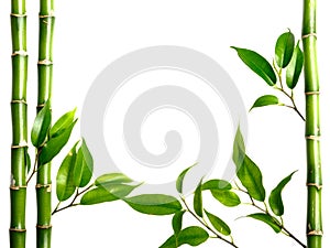 Bamboo