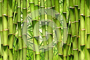 Bamboo