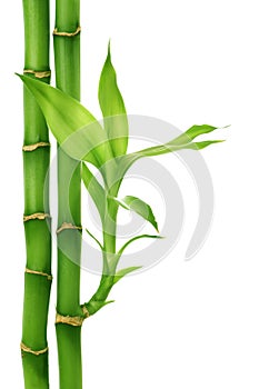 Bamboo