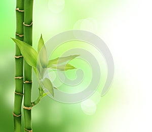 Bamboo photo