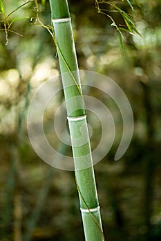 Bamboo