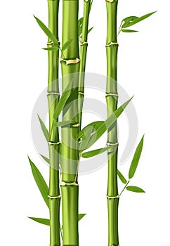Bamboo