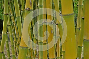 Bamboo